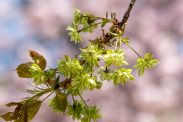 緑色に咲く桜。ギョイコウ（御衣黄）。
日本の桜の野生種オオシマザクラから何度もの品種改良を経て出来た栽培種です。
咲いたばかりはこんな感じの色ですが、時間が経つとこの緑色は消えてきて、白っぽくなり脈のところが赤く残ります。
御衣黄が育てられているところは少ないので一般的ではないのかも知れません。