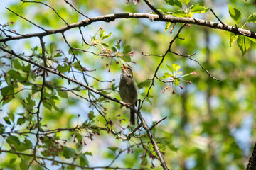 春告鳥！
ウグイスが囀っていました。
囀るのは繁殖期のオスのみ。
普段は低い藪の中にいてなかなか姿を見ることのできないウグイスを春は高い枝で見ることが出来ます。