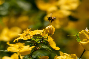 ニホンミツバチがヤマブキの花に蜜を集めに来ていました！
春を感じます。