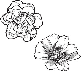Vector illustration in black and white drawn in the style of a single line with the image of decorative flowers.