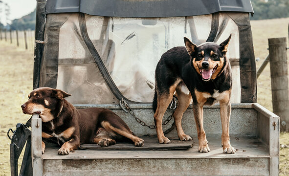 Farm kelpie pair.