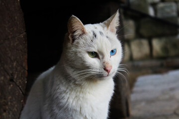 Van cat, cat with colored eyes, white fur and sitting staring. His eyes are blue and green color.