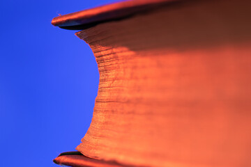 Open book close up macro photo. Wisdom and education concept.Love reading. Retro neon light 90s