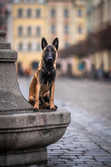 Elmo Belgian Malinoise