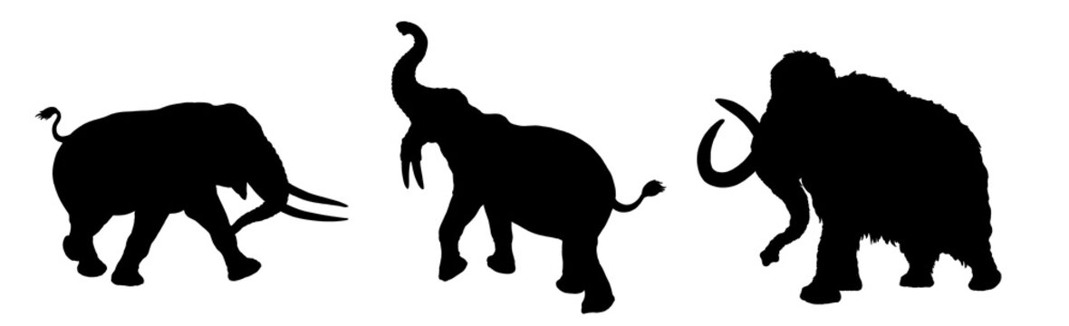 Silhouette of Prehistoric animals. Mammoth, mastodon and deinotherium. Coloring page with extinct Elephants.