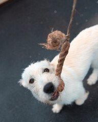 Funny portrait of cute puppy Italian Spinone dog holding rope toy in mouth. New lovely member of family little dog at home playing with owner. Pet care concept.