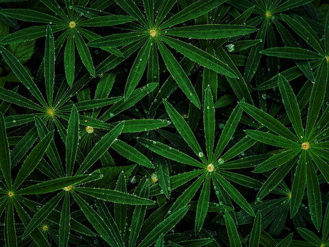 Wet lupine leaves background at night, dark with star shaped waterdrops