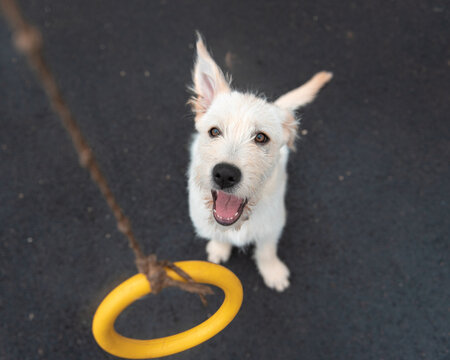 An Italian spinone dog puppy with his tongue out jumping staring at yellow play.
