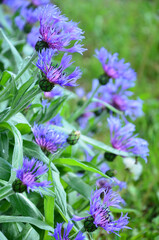 A blue Centaurea cyanus / Cornflower closeup