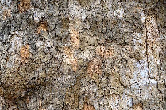 木の樹皮のテクスチャパターン(モミジバスズカケノキ）