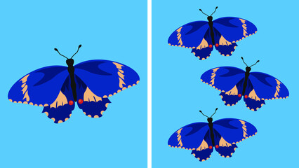 Beautiful blue butterfly flutters its wings