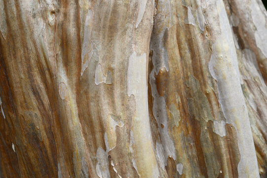 木の樹皮のテクスチャパターン(シマスルスベリ）