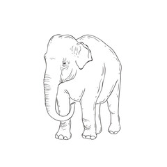 Line Art Elephant on white background.