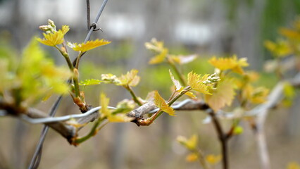 Young inflorescence of grapes on the vine close-up. Grape vine with young leaves and buds blooming on a grape vine in the vineyard. Spring buds sprouting Sprout of Vitis vinifera, grape vine