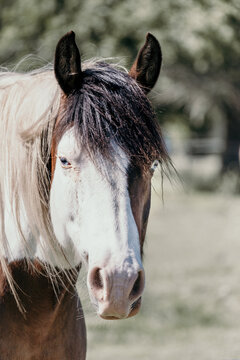 A coloured horse with two blue eyes.