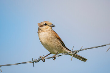 Red-backed Shrike (Lanius collurio) perched on garden fence wire