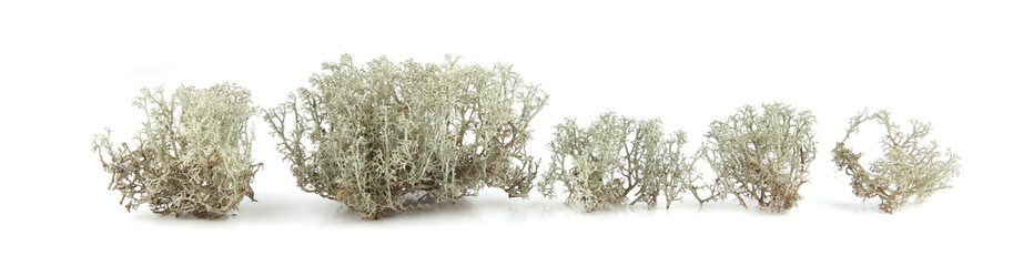 Reindeer lichen isolated on white background. Cladonia rangiferina, forest plant, common names...
