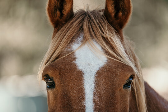 Crop of a chestnut horse's face.