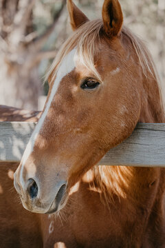 Chestnut coloured horse leans over the fence.
