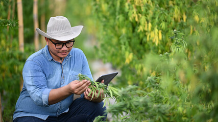 Smart farmer checking analysing and results with tablet in a greenhouse. Concept farm marijuana...