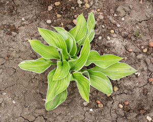 Potted plants on the ground