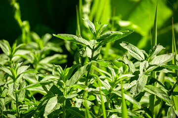 Mint leaves close up. Growing peppermint bushes, ingredient and spice for food and drinks. Refreshing smell.