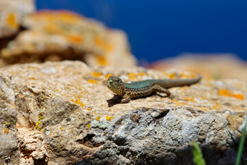 Grüne Eidechse sonnt sich auf Felsen