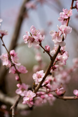 Fototapeta na wymiar Peach tree flowers closeup