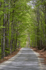 Empty road through the forest in the summer