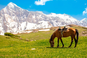 Horses Harnessed and saddled, horses frolic and fight in a green meadow. Horseback riding. Against...