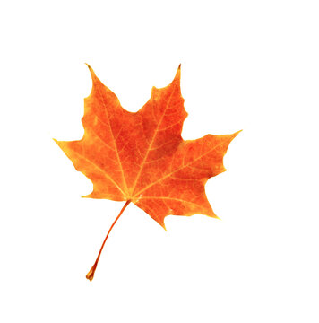 fallen red maple leaf on white background isolate