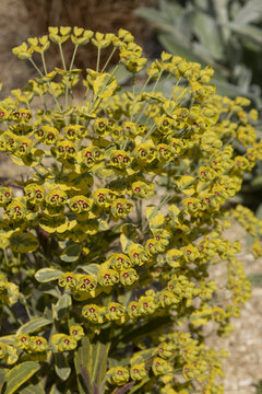 Euphorbe Amygdaloides Ascot Rainbow	