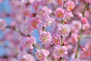 ピンク色のしだれ梅の花