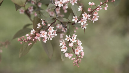 blooming pink bird cherry in spring, blurred background with bokeh
