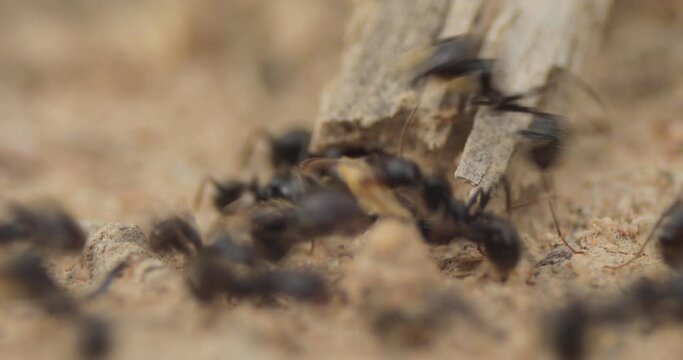 Black worker ants and soldier ants, of the species Messor barbarus, on a spring day in the field, working together near to their nest, seen at ground level, Spain