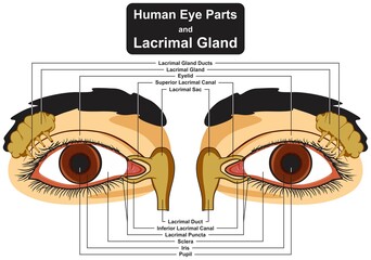Human eye parts and lacrimal gland infographic diagram structure anatomy duct eyelid superior inferior canal puncta sclera iris pupil cartoon vector drawing chart illustration scheme biology science - obrazy, fototapety, plakaty