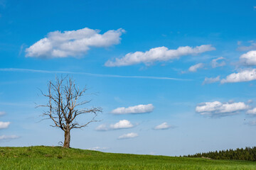 Fototapeta na wymiar field and blue sky