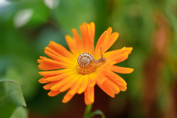 Obraz premium Close-Up Of Snail On Yellow Flower.