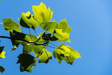 Obraz premium Young bright green leaves of Tulip tree (Liriodendron tulipifera), called Tuliptree, American or Tulip Poplar against blue spring sky. Close-up. Nature concept for design. Selective focus.