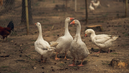 Naklejka na ściany i meble domestic geese, rural household concept, poultry farm, goose farm