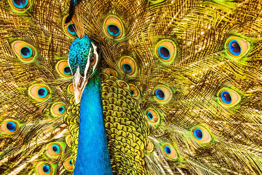 indian peacock or  Indian peafowl male spreading wings. spreads its tail feathers all in its glory to attract the female peahen.