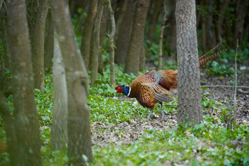 Pheasant with territorial display in the forest
