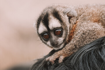 Specimen of night monkey, also known as owl monkey or douroucoulis, nocturnal New World monkey with big eyes of the genus Aotus of the family Aotidae