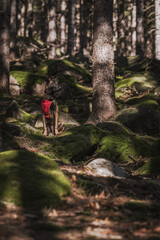 Elmo w lesie, pies podróżnik