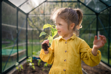 Little girl smelling pepper plant, when transplanting it in eco greenhouse, learn gardening.