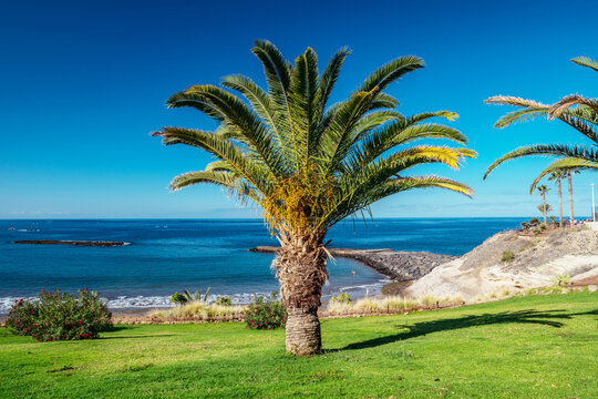 Date palm on the Tenerife island. Calm ocean and blue sky at the background.