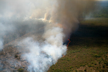 Obraz premium Flames and smoke curtain of a forest fire in the Brazilian Amazon.