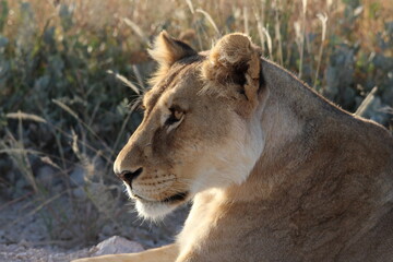 Fototapeta na wymiar Lioness - Etosha National Park - Namibia