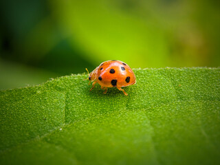 ladybug on a leaf