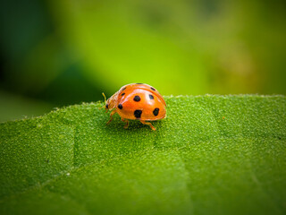 ladybug on a leaf